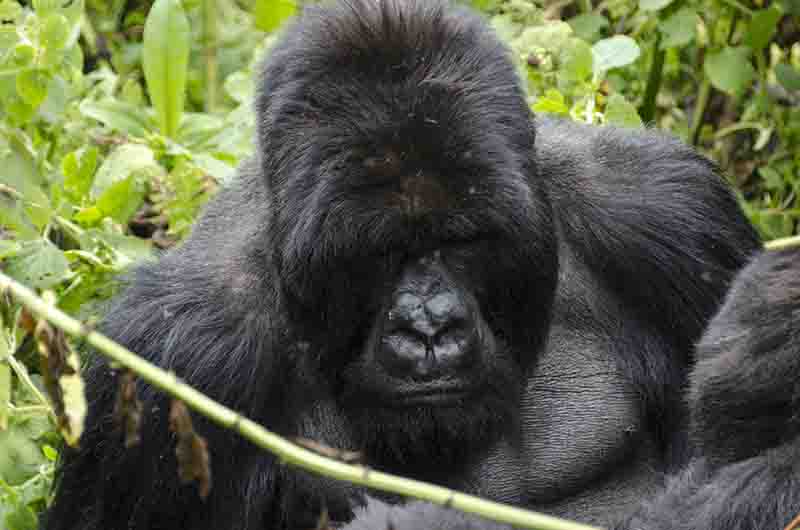 Gorila - selva de Virunga - parque nacional de los Volcanes - Ruanda 13.jpg